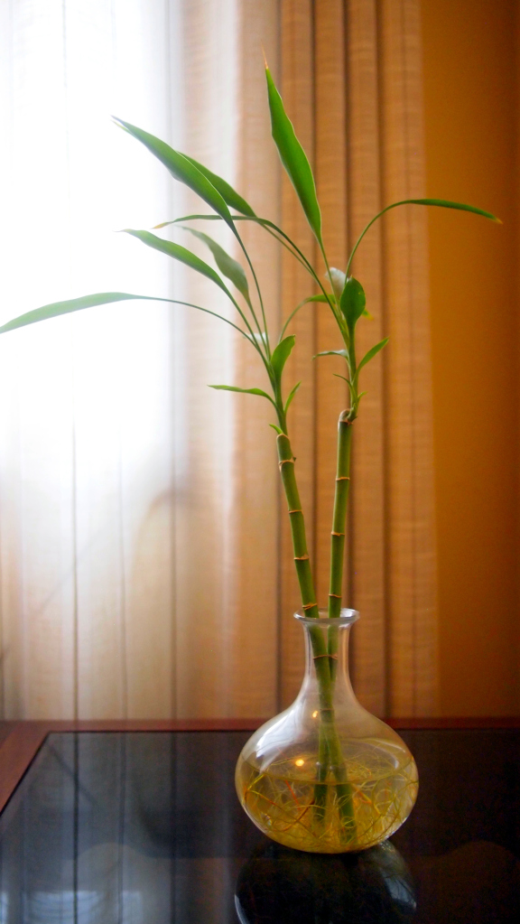 Ein kleiner lebhafter Bambus-Zweig